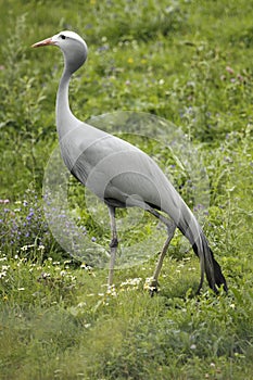 Blue crane