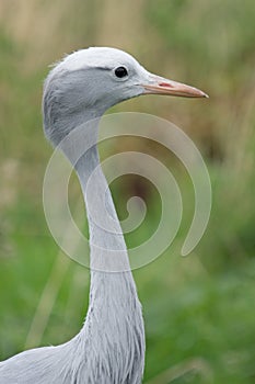 Blue Crane