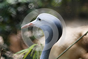 Blue Crane Anthropoides paradisea