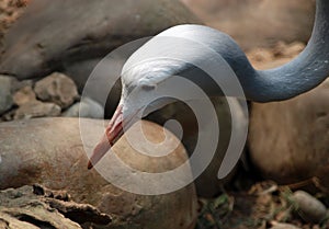 Blue crane Anthropoides Paradisea