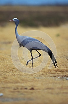 Blue Crane, anthropoides paradisea, Adult, South Africa