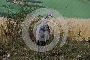 Blue crane - Anthropoides paradiseus african bird