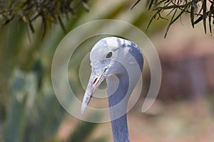 Blue Crane (Anthropoides paradiseus) closeup portrait