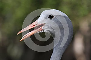 Blue Crane Bird