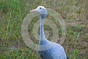 Blue Crane Bird Up Close
