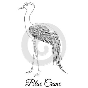 Blue crane bird vector outline