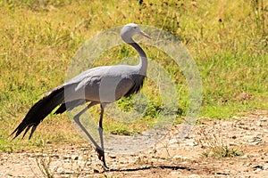 Blue Crane - Grus paradisea