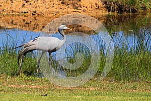 Blue Crane - Grus paradisea