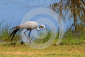 Blue Crane - Grus paradisea photo