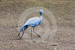 The blue crane