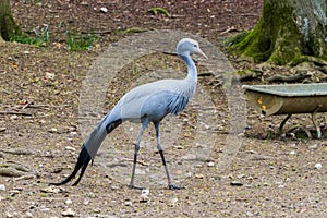 The blue crane