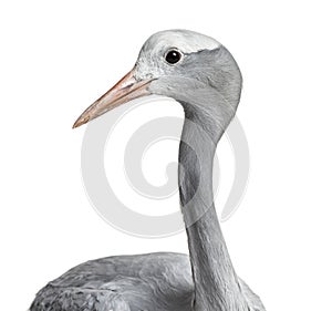 Blue Crane, Grus paradisea, also known as the Stanley crane