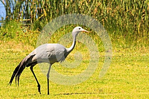 Blue Crane - Grus paradisea photo