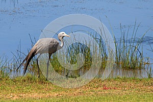 Blue Crane - Grus paradisea photo