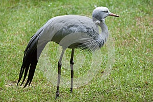 Blue crane Grus paradisea photo