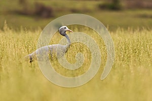 Blue Crane Grus paradisea photo