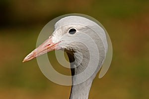 Blue crane portrait