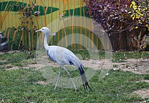 Blue crane or Stanley crane.