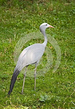 Blue crane