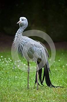 Blue crane (Grus paradisea). photo