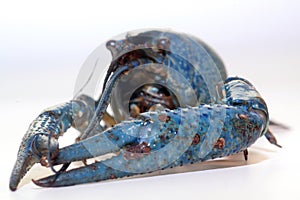 Blue crayfish