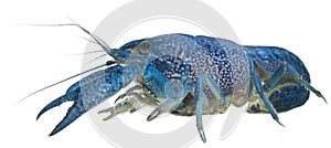 Blue crayfish