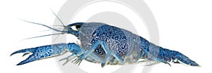 Blue crayfish