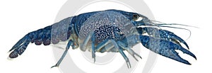 Blue crayfish