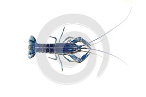 Blue crayfish Cherax in aquarium