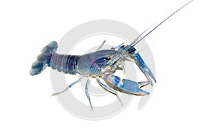 Blue crayfish Cherax in aquarium