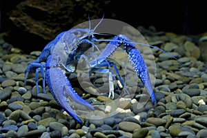 Blue crayfish Cherax in aquarium