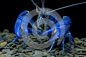 Blue Crayfish cherax in the aquarium