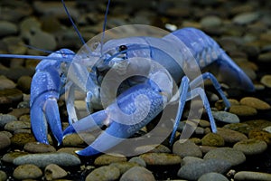 Blue Crayfish cherax in the aquarium