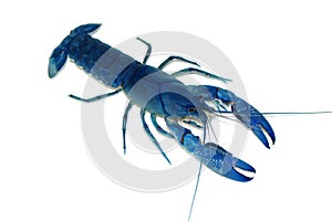 Blue crayfish Cherax in aquarium