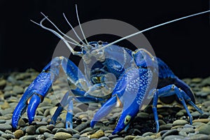 Blue Crayfish cherax in the aquarium