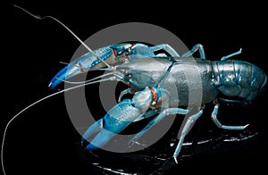 Blue crayfish cherax destructor,Yabbie Crayfish