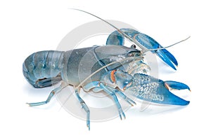 Blue crayfish cherax destructor,Yabbie Crayfish