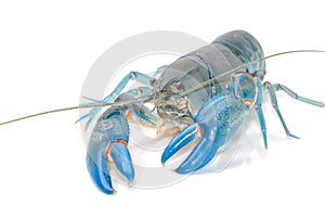 Blue crayfish cherax destructor,Yabbie Crayfish