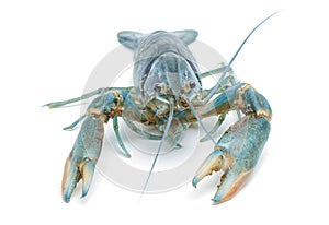 Blue crayfish - Fresh water Lobster