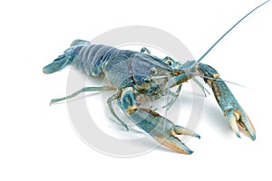 Blue crayfish - Fresh water Lobster