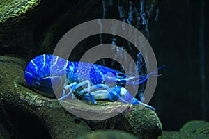 Blue crayfish laying on bottom of aquarium