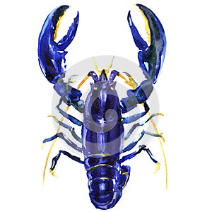 Blue crayfish or lobster, Procambarus alleni, electric blue crayfish, Florida cray, isolated, watercolor illustration