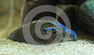 Blue crayfish Procambarus alleni in the Aquarium