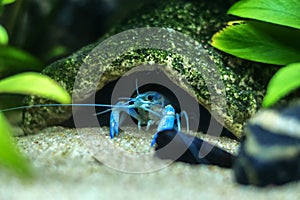 Blue crayfish Procambarus alleni in the Aquarium
