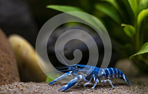 Blue crayfish Procambarus alleni posing