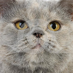 Blue Cream British Shorthair Domestic Cat, Portrait of Female