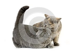 BLUE CREAM BRITISH SHORTHAIR FEMALE CAT AND BLUE BRITISH SHORTHAIR, DOMINANCE AND SUBMISSION