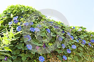 Blue creeping flowers - Ipomea purpurea - blue purple flowers purpurea climber