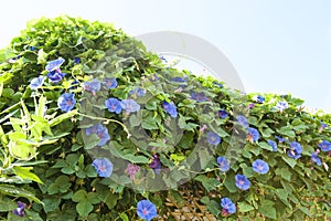 Blue creeping flowers - Ipomea purpurea - blue purple flowers purpurea climber photo