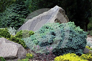 Blue creeping juniper